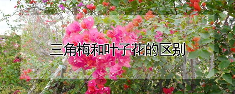 三角梅和叶子花的区别（三角梅和叶子花的区别图片）