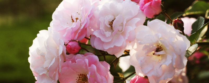 蔷薇种几年才开花 蔷薇花苗种几年才开花