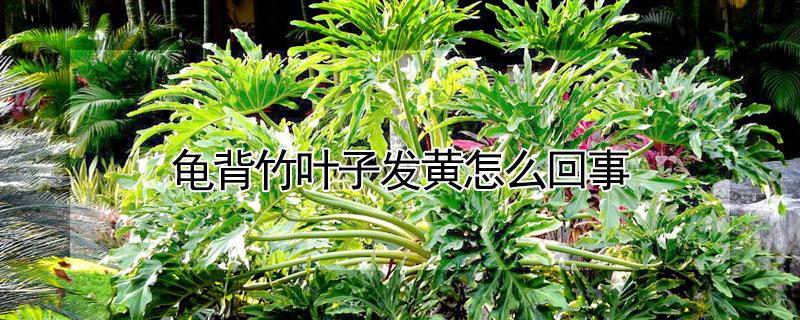 龟背竹叶子发黄怎么回事（龟背竹叶子发黄怎么回事是不是肥料施多了）