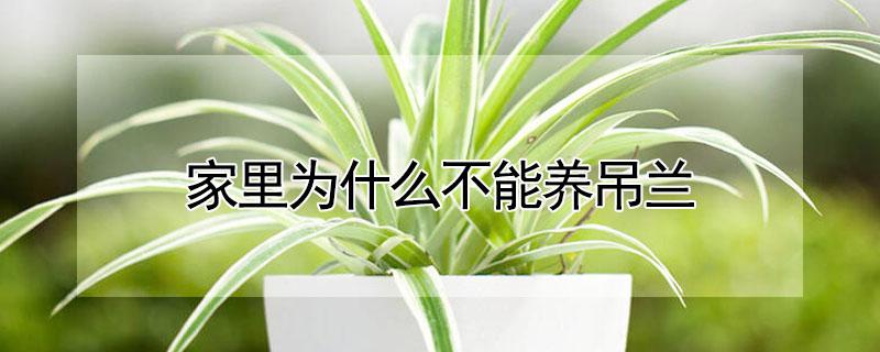 家里为什么不能养吊兰 家里为什么不能养吊兰花