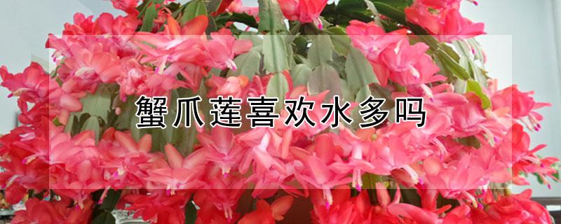 蟹爪莲喜欢水多吗 蟹爪莲喜湿吗