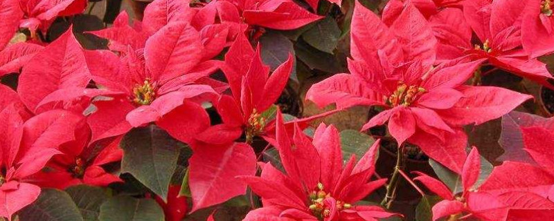 一品红第二年还会红吗 一品红为什么不变红