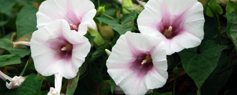 牵牛花盆栽容易开花吗（牵牛花会开花吗）