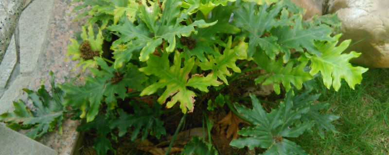 龟背竹好养吗长得快吗 龟背竹生长的快吗