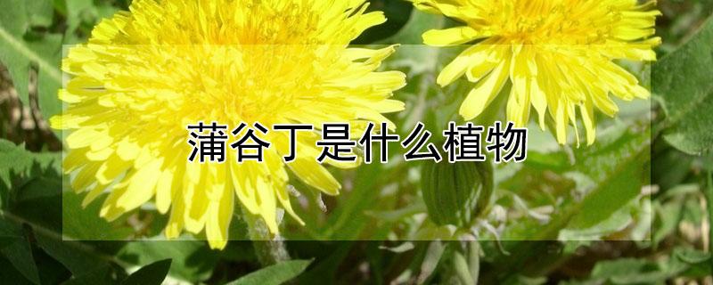 蒲谷丁是什么植物（蒲谷丁根茶的功效）