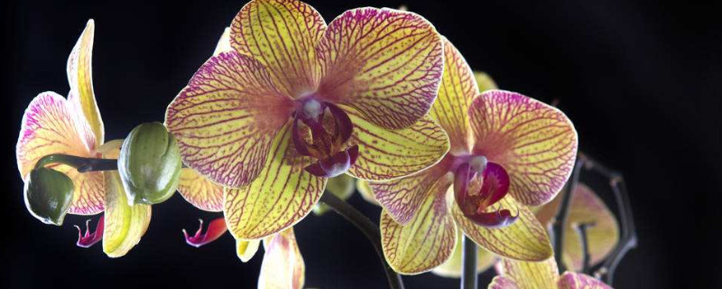 兰花根干枯怎么补救（兰花枯根如何处理）