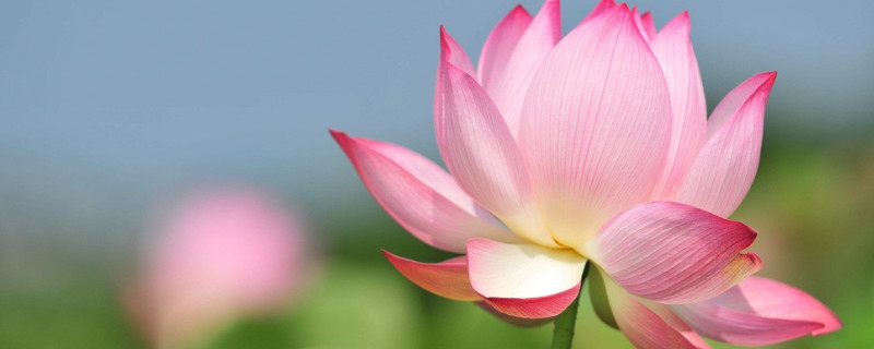 荷花的别称 荷花的别称雅号