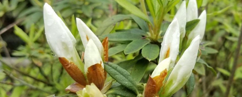 杜鹃花刚买来怎么栽（新买回的杜鹃花怎么栽植）