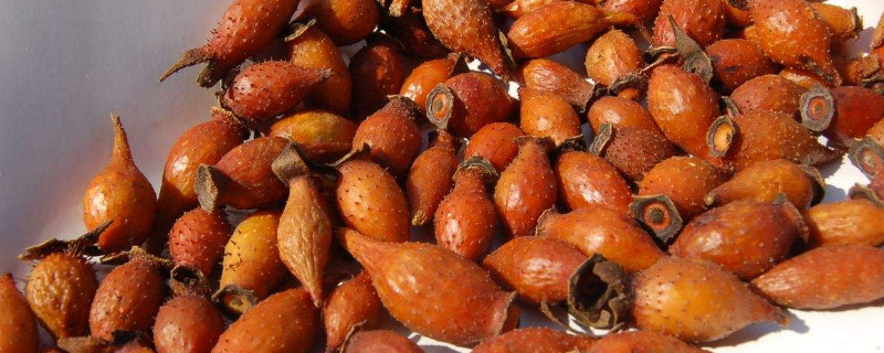 金樱子果实有几个品种 金樱子植株长什么样?