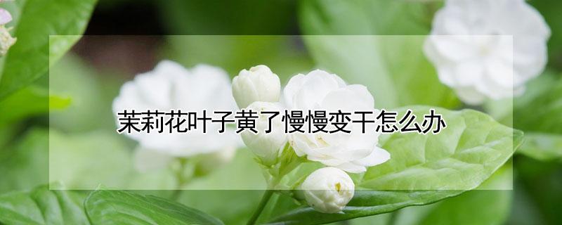 茉莉花叶子黄了慢慢变干怎么办（茉莉花叶子发黄发干怎么办）
