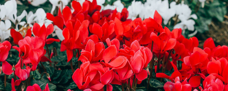 农村家中该怎么水培仙客来 养水仙的方法