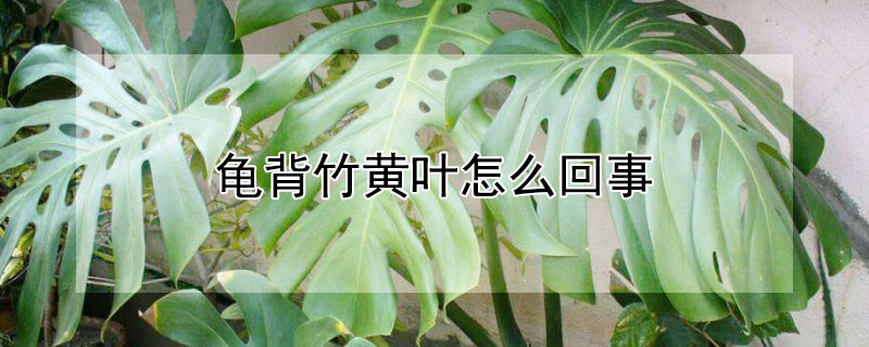 龟背竹黄叶怎么回事 龟背竹黄叶了