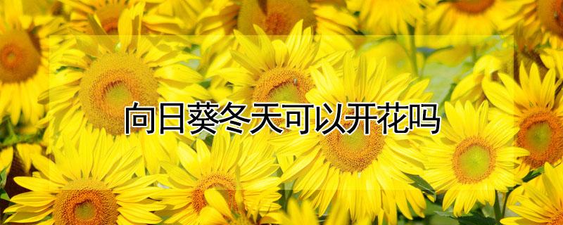 向日葵冬天可以开花吗（向日葵春天能开花吗）