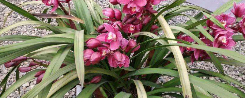 兰花如何浇水(兰花如何浇水几天一次)