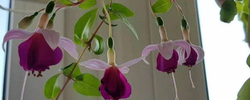 倒挂金钟是多年生吗（倒挂金钟生长期是什么时候）