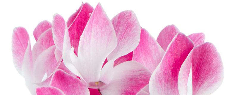 仙客来花期需要施肥吗 仙客来开花期可以施肥吗施什么肥