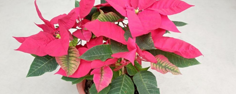 一品红叶子干焦怎么办 一品红叶片发黄怎么办