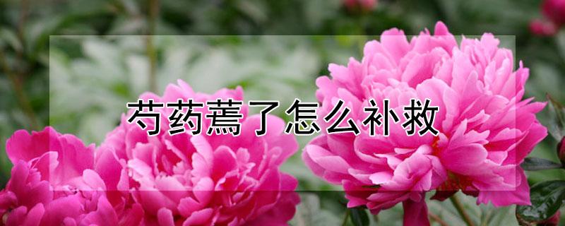 芍药蔫了怎么补救（芍药花蔫了怎么补救）