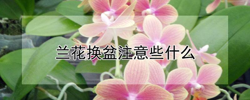 兰花换盆注意些什么 换盆的兰花要怎样养护