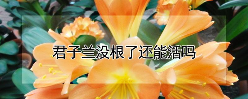 君子兰没根了还能活吗（君子兰没有根系能活吗）