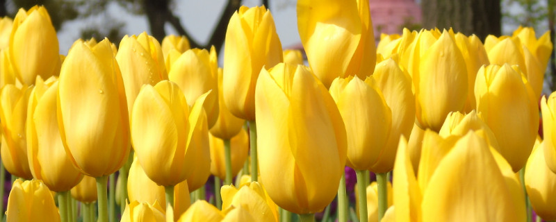 盆栽郁金香花后怎么处理 郁金香花谢后怎么办