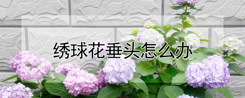 绣球花垂头怎么办（绣球花头耷拉下来了怎么办）