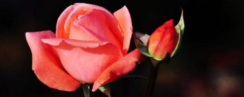 玫瑰花怎么嫁接(玫瑰花怎么嫁接多色)