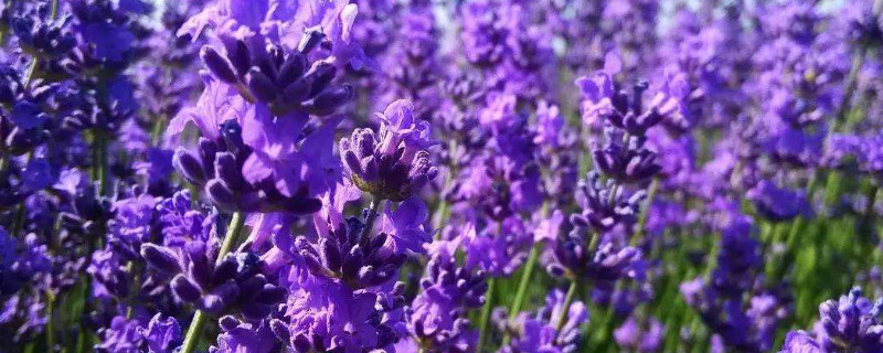 薰衣草喜阳还是喜阴 紫露草喜阴还是喜阳
