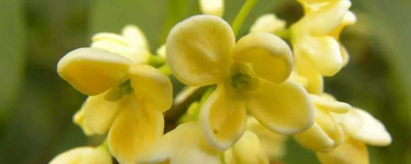 桂花为什么阳台养不活(为什么阳台不能种桂花)