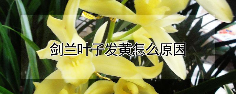 剑兰叶子发黄怎么原因 剑兰叶片枯黄