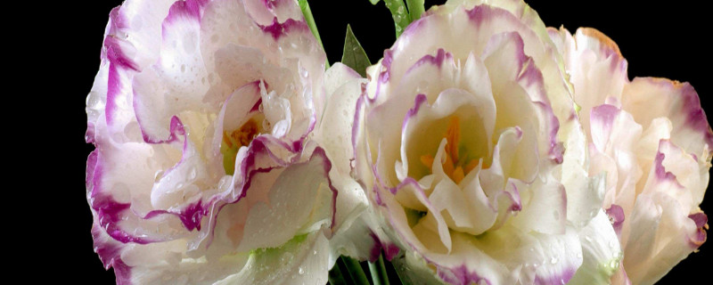 康乃馨花期需要多少水（康乃馨的花期多长盆栽）