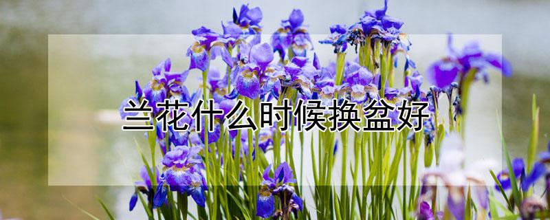 兰花什么时候换盆好 兰花什么时候换盆好最好