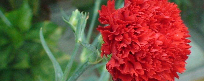 没有根的康乃馨怎么办 康乃馨怎么生根