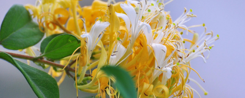 金银花叶子发黄发黑枯萎的原因 金银花叶子干枯发黑