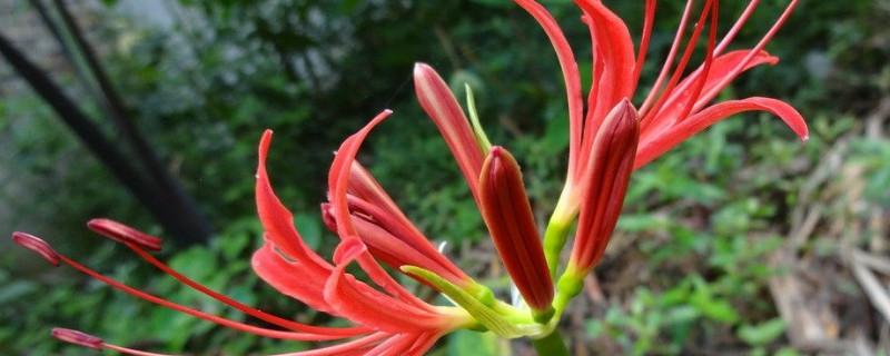 彼岸花是什么意思 龙争虎斗彼岸花是什么意思