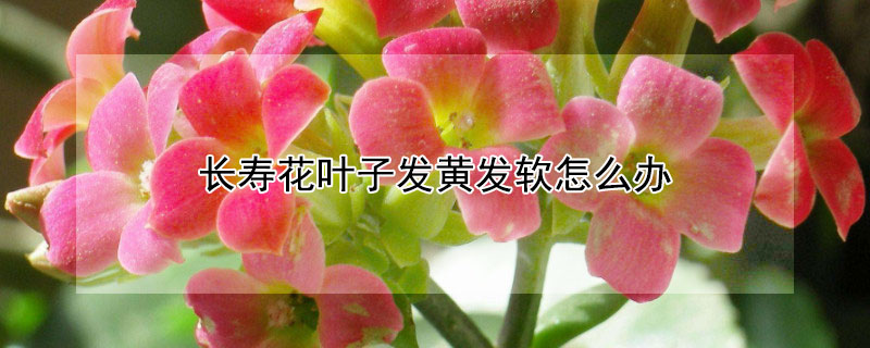 长寿花叶子发黄发软怎么办 长寿花叶子发黄发软怎么回事