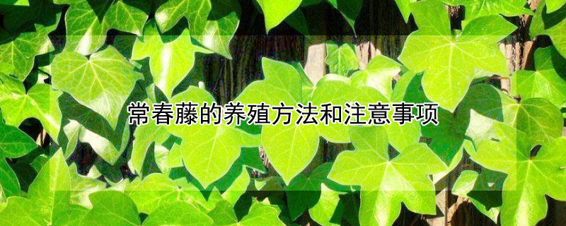 常春藤的养殖方法和注意事项 雪莹常春藤的养殖方法和注意事项