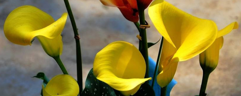 彩色马蹄莲的养殖方法和注意事项 彩色马蹄莲的栽培与管理