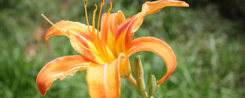 百合花一年开几次花期（百合花一年开几次花期?开花后如何处理?）