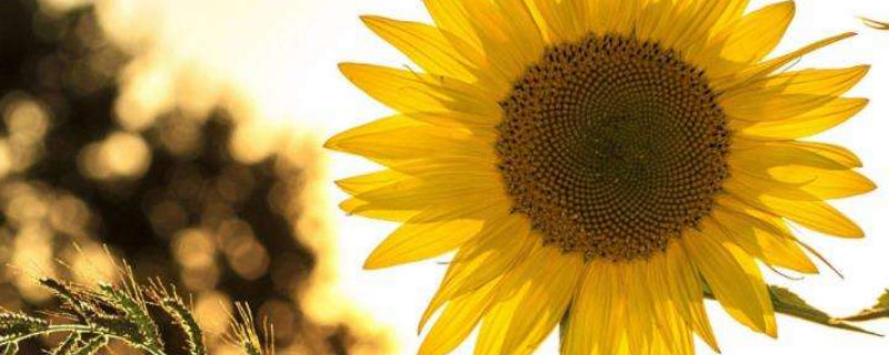 向日葵种子就是瓜子吗 向日葵的种子就是瓜子吗