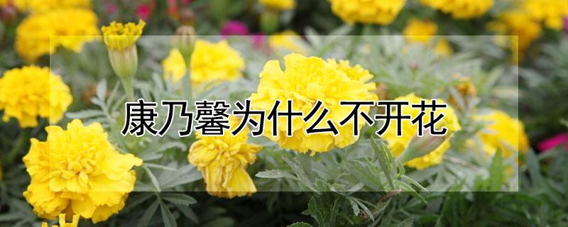 康乃馨为什么不开花（康乃馨不爱开花怎么办）
