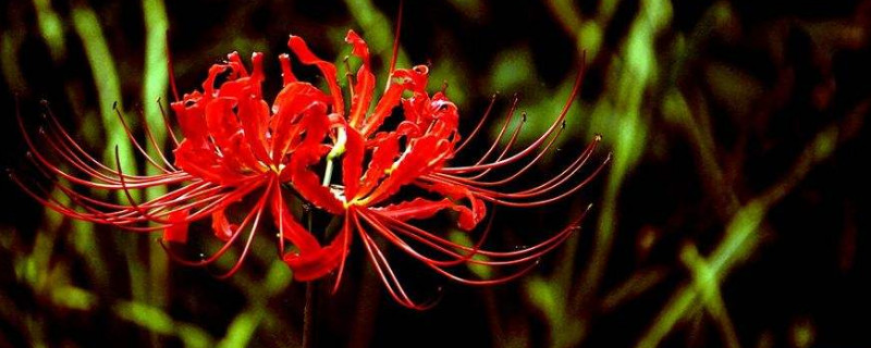 彼岸花花后如何处理 彼岸花开完花之后处理