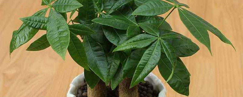 发财树叶子干枯是怎么回事（发财树的叶子干枯是怎么回事）