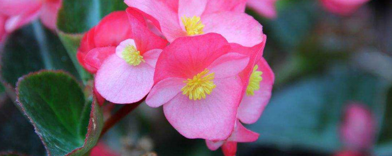 四季海棠怎么摘心打顶 四季海棠花打顶