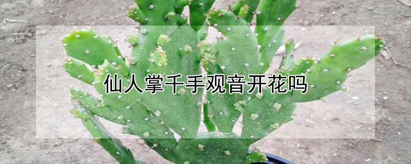 仙人掌千手观音开花吗（仙人掌千手观音会开花吗）