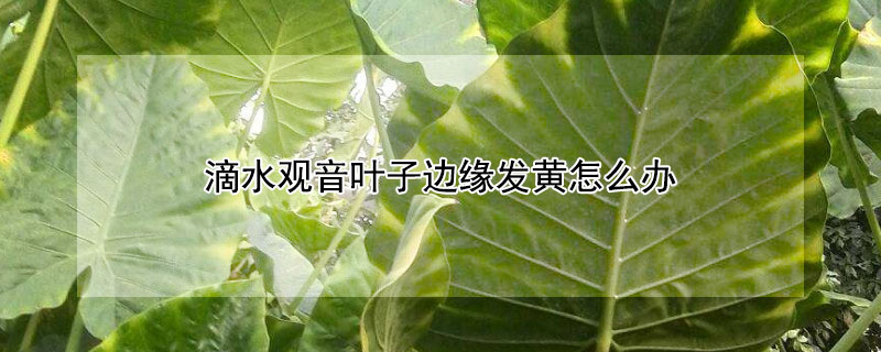 滴水观音叶子边缘发黄怎么办（滴水观音叶边发黄怎么回事）