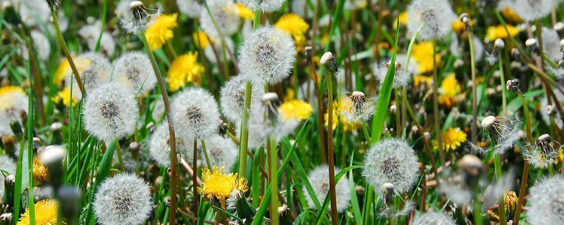 蒲公英的花语与寓意（蒲公英的花语与寓意是什么）