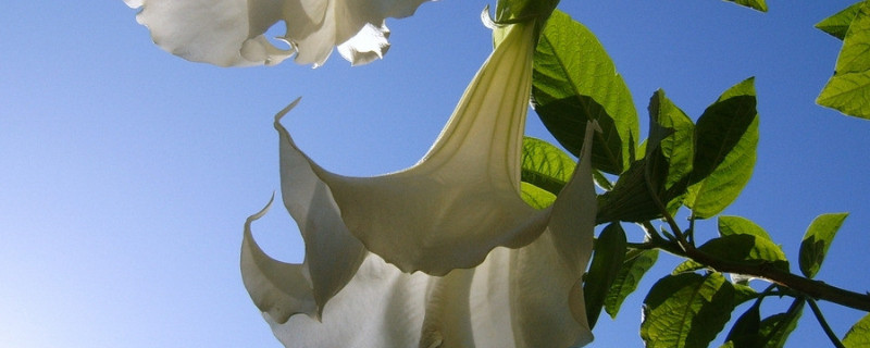 百合花冬季怎么养殖（百合花冬天的养殖方法和注意事项）