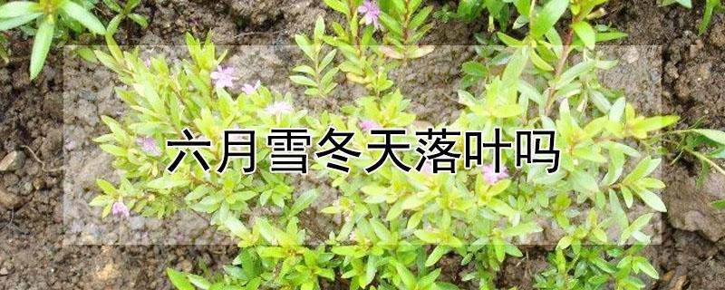 六月雪冬天落叶吗（六月雪冬天掉叶子吗）