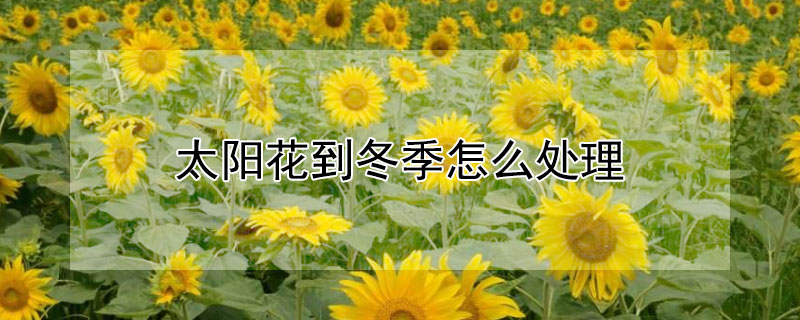 太阳花到冬季怎么处理 太阳花冬天怎么过